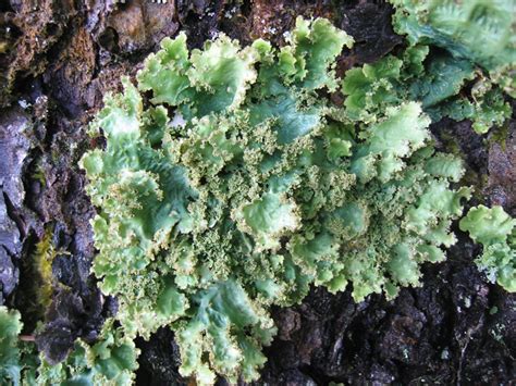 Foliose Lichen Under Microscope