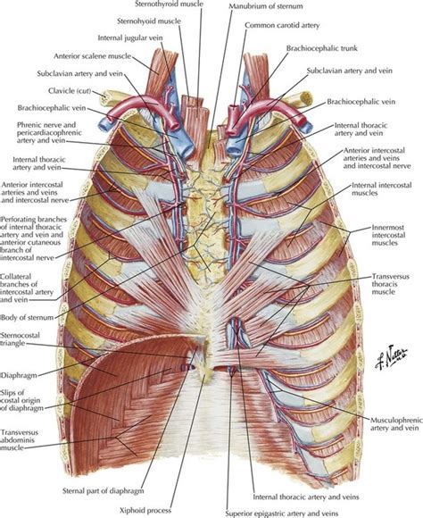 The Thorax Anatomy Anatomy Drawing Diagram | Images and Photos finder