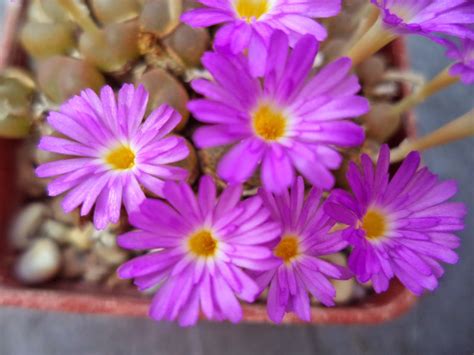 Succulent Sundae: CONOPHYTUM LITHOPSOIDES [ ? ] | Succulents, Flowers, Plants