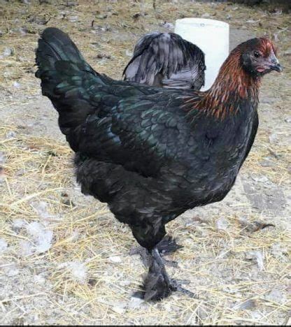 French Black Copper Marans Chicken Breeds | Cackle Hatchery®