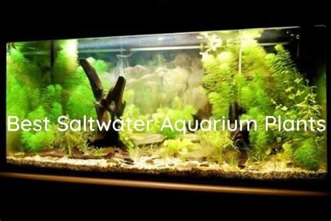 Best Saltwater Plants: Top 10 Plants For Saltwater Aquarium