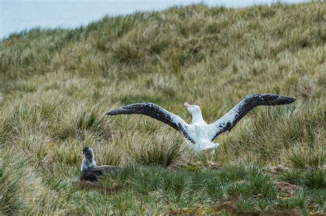 70+ Albatross Wingspan Stock Photos, Pictures & Royalty-Free Images - iStock