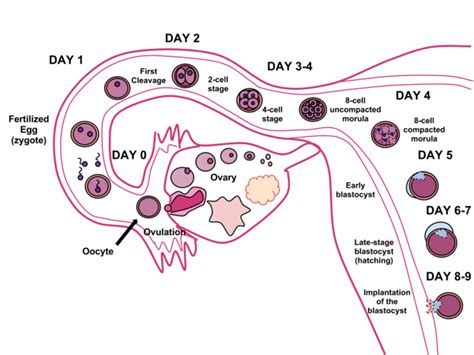 First Week of Development | Boundless Anatomy and Physiology