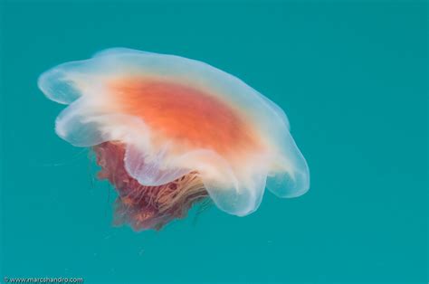 Jellyfish of Alaska | I saw this jelly from the dock in Home… | Flickr