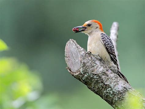 Red-bellied Woodpecker #2 Photograph by Jacob Dingel - Fine Art America