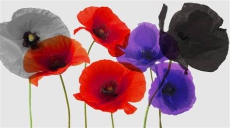 Remembrance Day Poppies Colours & their meanings - Indigo Blue ...