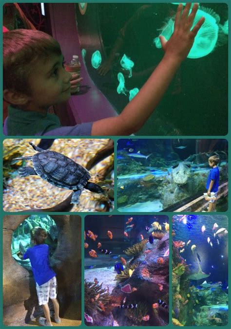 Sea Life Aquarium - Grapevine, Texas - Life. Family. Joy