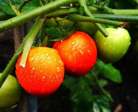 Depth of field photography of tomatoes HD wallpaper | Wallpaper Flare