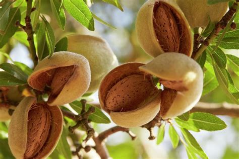 Almonds - A Handful Can Make a Difference - A versatile tree nut ...
