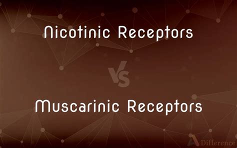 Nicotinic Receptors vs. Muscarinic Receptors — What’s the Difference?