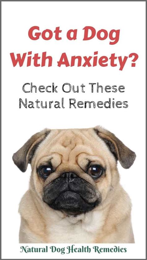 Dog Anxiety Natural Home Remedies | How To Calm an Anxious Dog