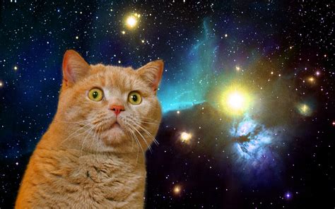 Cats in Space: You come down from there right meow!