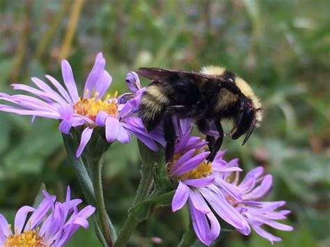 Apidae — Alberta Native Bee Council