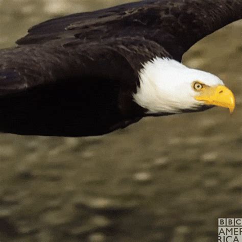 Flying Bald Eagle GIF by BBC America - Find & Share on GIPHY