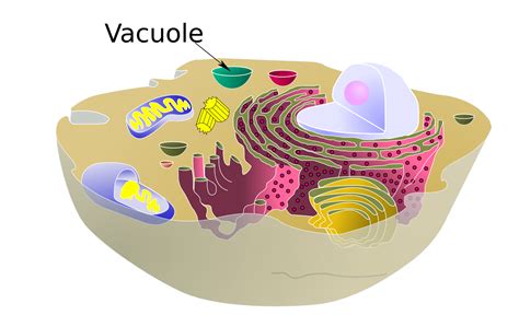 Vacuole Definition and Function | Learn Biology