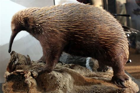 Adorable echidna babies boost hope for critically endangered cousins