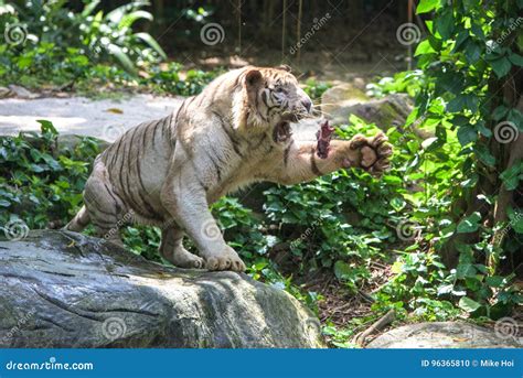 Feeding the White Tiger in Singapore Zoo Stock Photo - Image of tiger, singaporezoo: 96365810