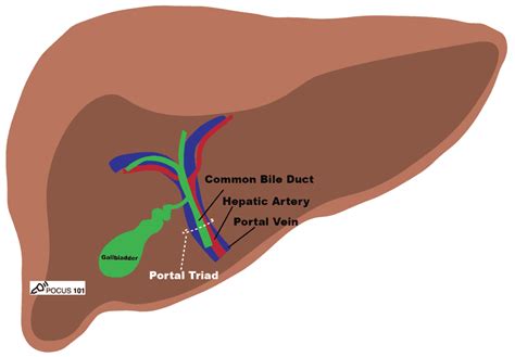 Portal Triad Anatomy