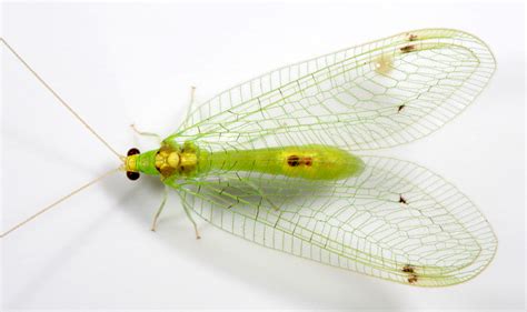 Green Lacewing | A distinctively-marked Green Lacewing, whic… | Flickr