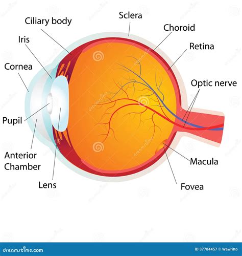 Human Eye Anatomy, Royalty Free Stock Photography - Image: 37784457