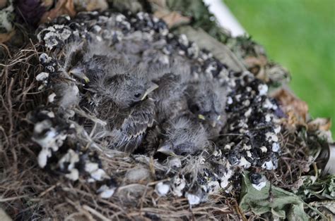 Superoceras: Backyard Ornithology: House finch breeding