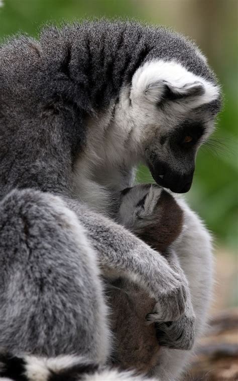 You made a very good baby. | Bristol zoo, Baby lemur, Cute creatures