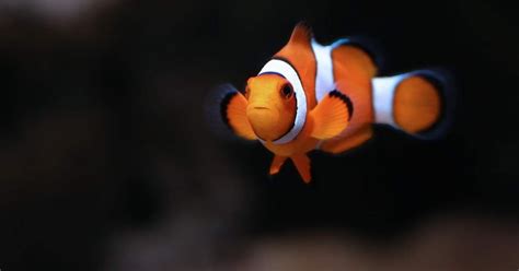 Clownfish Info and Care - Auquarium Fish Keepers