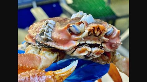 Picture of crab with human-like teeth is both fascinating and scary ...