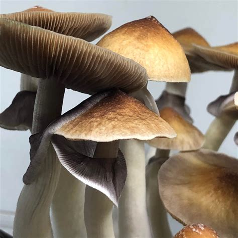 Galeria Psilocybe Cubensis