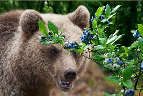 Grizzly Bear Food Web