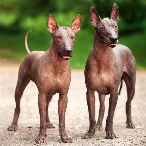 Animal Planet on Twitter: "It's the xoloitzcuintli! Or xolo for short... This hairless dog from ...