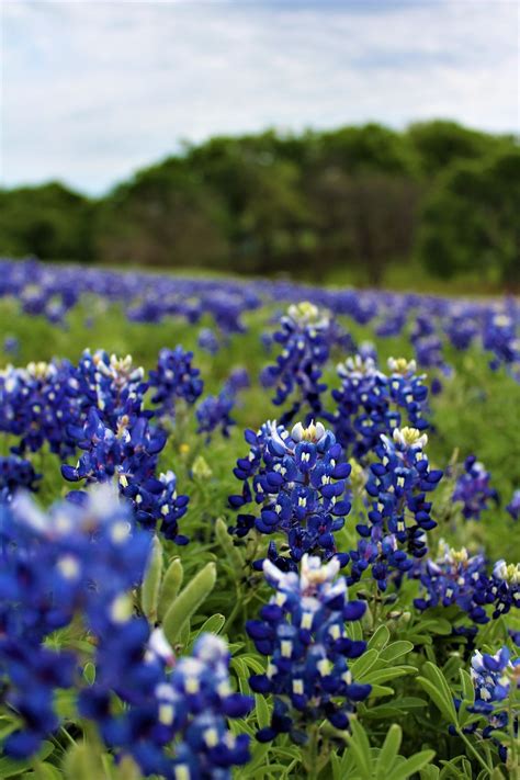 Bluebonnets! It Must Be Spring In Texas! — Eidolon House