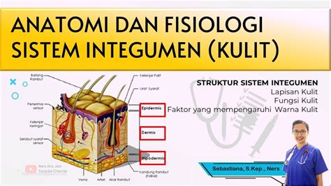 ANATOMI DAN FISIOLOGI KULIT - YouTube