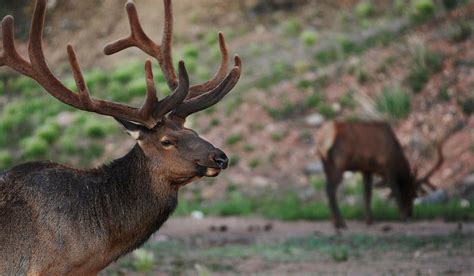 RMEF & Partners Grant $1.3 Million for Colorado Elk Habitat