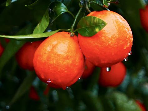 Tangelo Tree Care - How To Grow And Harvest Tangelos