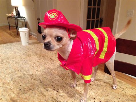 Dog Halloween Costumes Chihuahua - Pets Lovers