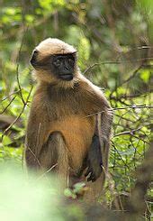 Old World monkey - Wikipedia