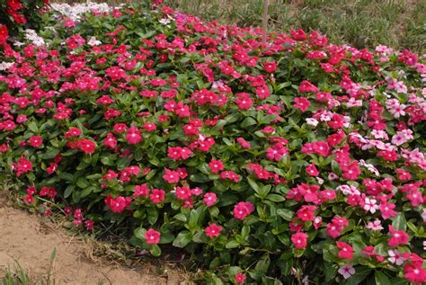 Catharanthus roseus (Annual Vinca, Madagascar Periwinkle, Periwinkle, Rose Periwinkle, Running ...