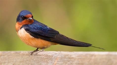 La golondrina, el ave que nos anuncia el inicio de la primavera