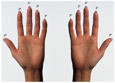 How High Can You Count On Your Fingers? » ScienceABC