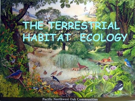 The terrestrial habitat