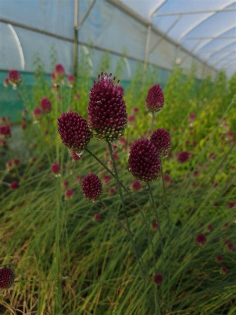 Allium sphaerocephalon | Shop Well Established Allium | Proctors Nursery