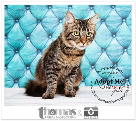 Adoptable Pets | Orlando, FL Rescue Portraits