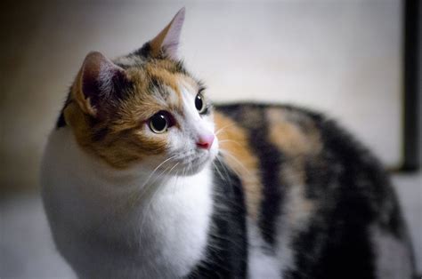 Cute Pictures of Calico Cats and Kittens