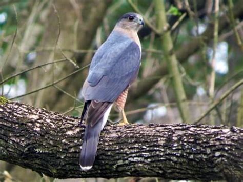 Cooper's Hawk Feather, What S The Difference Sharp Shinned Hawk Vs ...