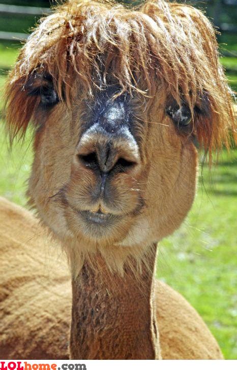 Camel's haircut