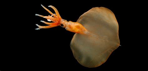 Behold, the Deepest-Dwelling Squid Known to Science | Hakai Magazine