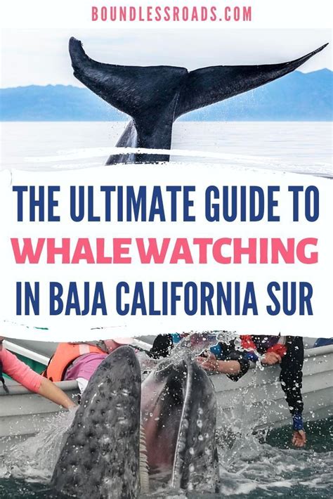 A complete guide to Baja California Whale Watching and other great spots in Mexico | Baja ...