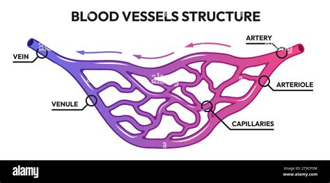 Blood vessels circulation. Human arteries and veins, deoxygenated blood with oxygen capillaries ...