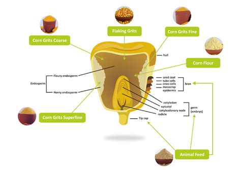 Anatomy Of A Corn Seed